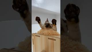 too cute not to share 🥹 cute cats | tofu the siamese cat #meme #cats #cutecats