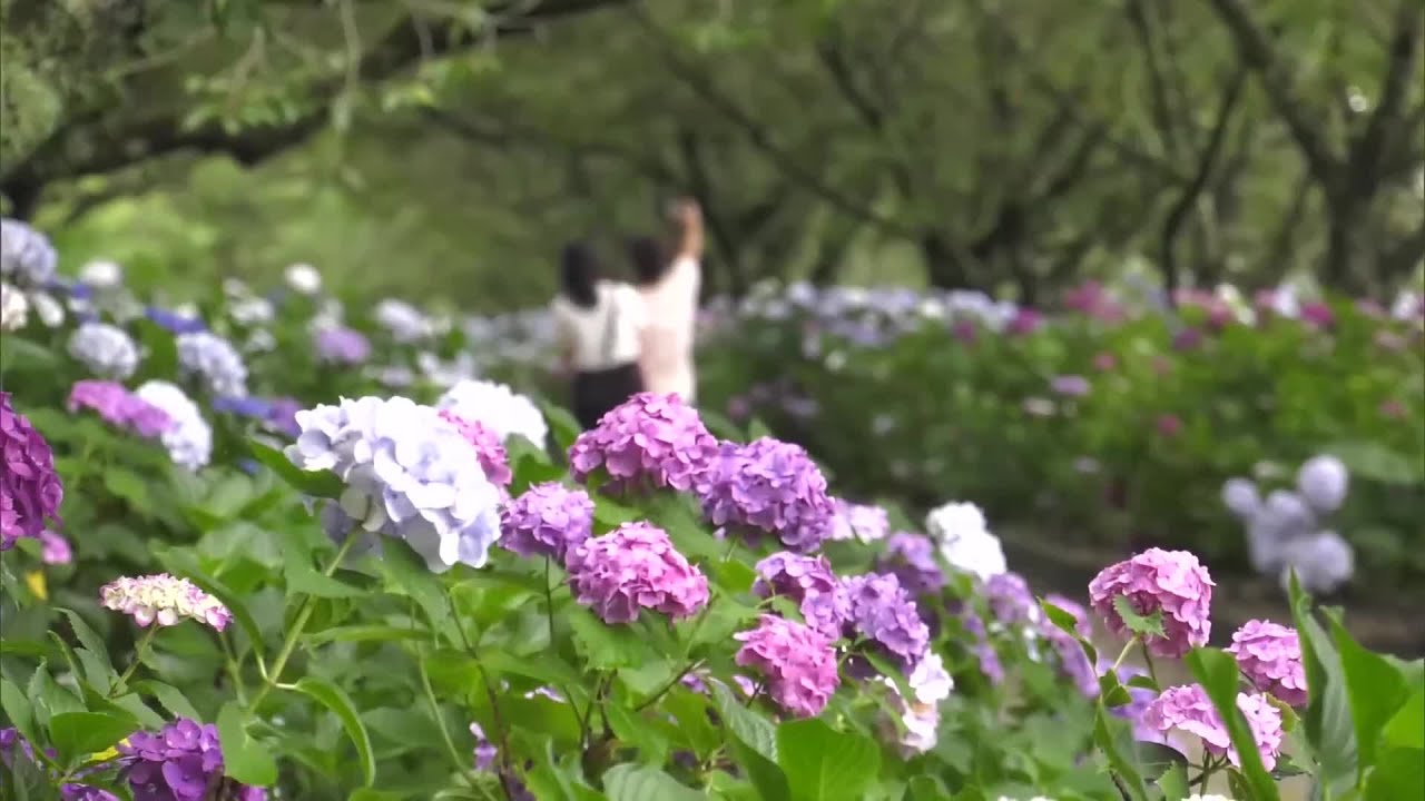 From Dumping Ground to Tourist Attraction: 19,000 Hydrangeas