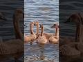 Cygnets gathered in circle & parents guard them / Лебедята собрались в кружок,а родители охраняют++*