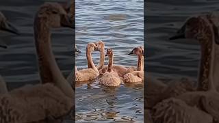 Cygnets gathered in circle & parents guard them / Лебедята собрались в кружок,а родители охраняют++*