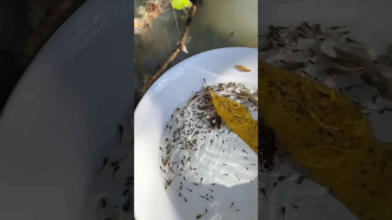 तालाब के किनारे पर मिला बहुत सारी छोटी छोटी मछलियां 🐟🐟😲🫡🐟 