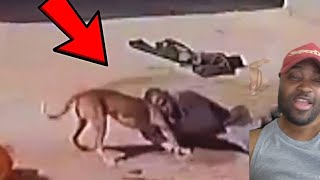 Thieves Disappointed When Encountering Dogs! - Instant Karma | Video Reaction