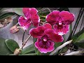 НОВЫЕ ОРХИДЕИ биг липы зацвели обзор полок с орхидеями