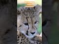 Aso at cheetah naging magkaibigan #shortvideo #shortstory #shorts