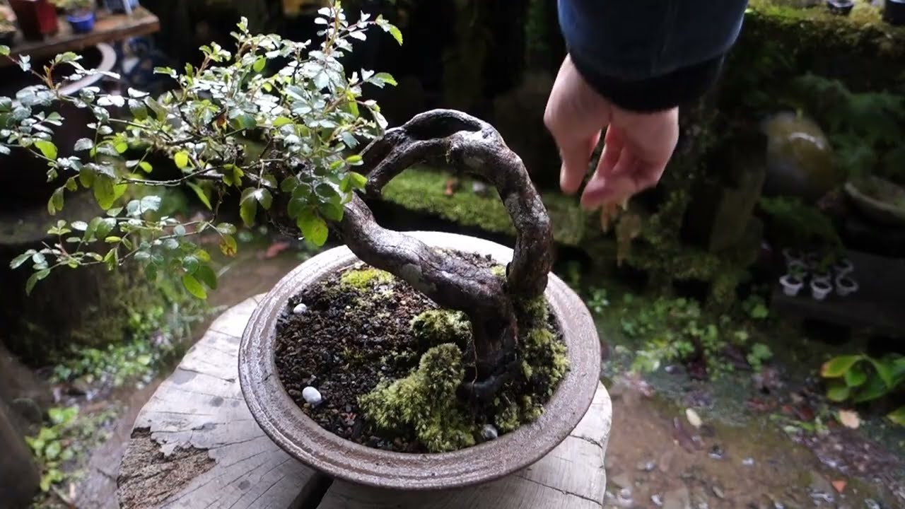 榎（エノキ）山採りから6年目のミニ素材を植え替えと、その後 ♯508