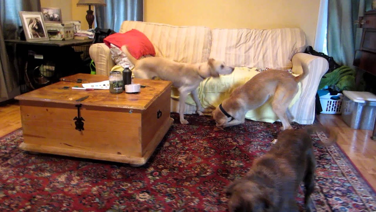 Crimson playing - bruce, bubba & goliath too!