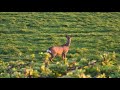 Roe deer Posted In Cumbria 