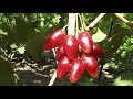 Журавчик красный (новая селекция винограда Голуба А.А.)