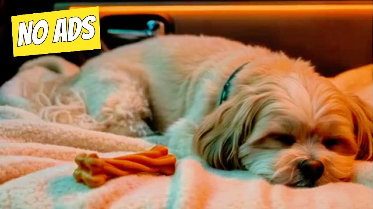 8 HOURS of Soothing Road Trip Music for Dogs | NKN Music for Dogs