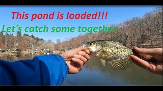 Fishing at Gedney Park pond in Chappaqua, Westchester County. Tons of fish but can I catch them?