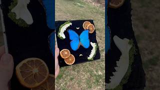 Making a blue Morpho oddity piece!