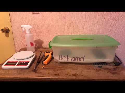  Me dieron una Boa en adopción 💚🐍😱❗️❗️❗️😍