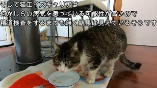 キロの容態と今後について