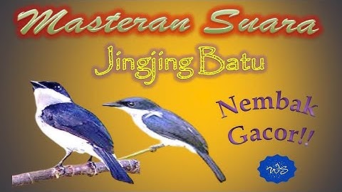 Masteran  Suara Jingjing Batu |  #kicaumania #kicau  #burungkicau