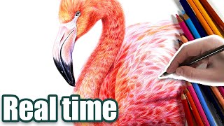 How to draw FEATHERS in Colored pencil! | REAL TIME