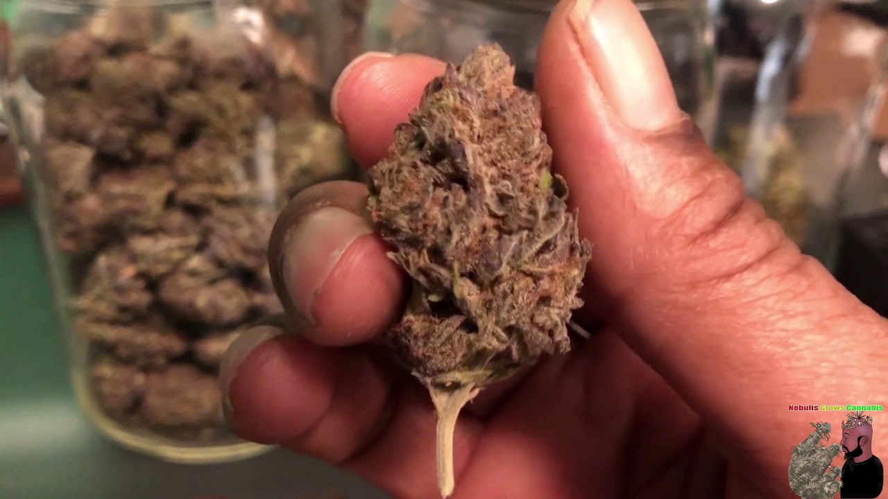 Garden Update: How To Grow Weed Indoors 