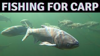 Asian Carp Fishing, Saving the Great Lakes from Aquatic Invasive Species