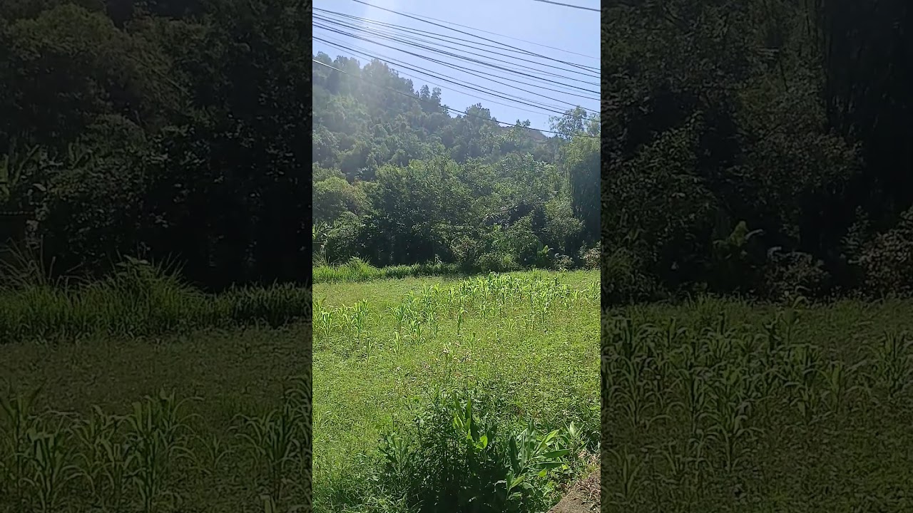 Windy day asmr/ The wind blowing corn leaves & sunshine #air #asmr # ...