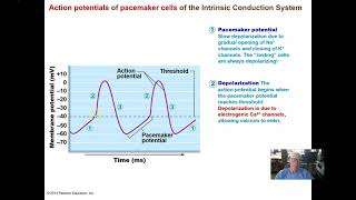 Ch 18 Part 2 The Normal Heart Cycle and Arrhythmias