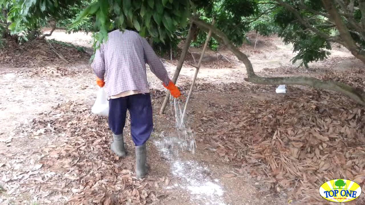 วิธีราดสาร Potassium Chlorate