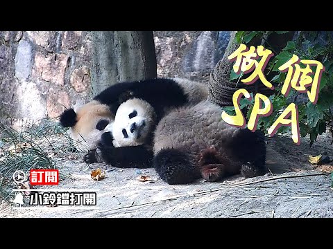 《熊貓早晚安》好熊友的泥膜SPA | iPanda熊貓頻道