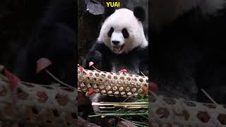 爱姐的果果大炮太霸气了 夕消 夕消