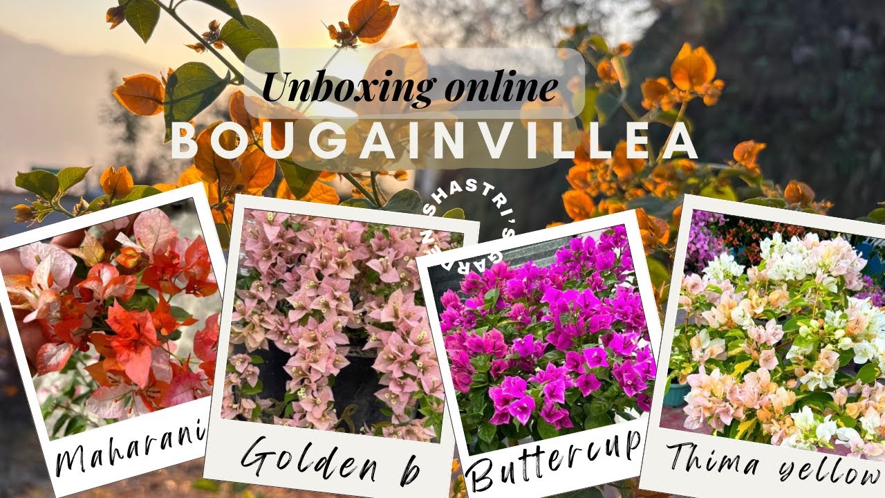 Unboxing heavy blooming bougainvillea varieties | Bougainvillea Thai & desi variety online purchased