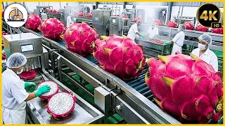 Inside a Modern Dragon Fruit Factory: From Dragon Fruits to Scrumptious Dessert (Full Process 4K)