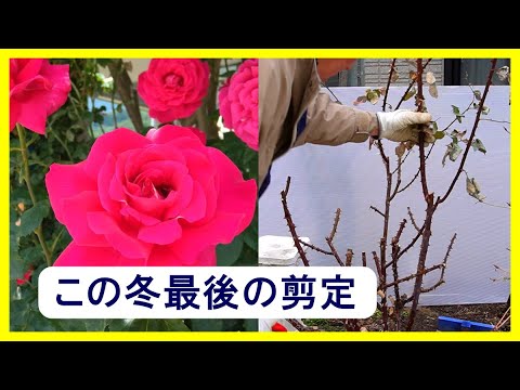嬉しいような悲しいような この冬最後の剪定 Youtube