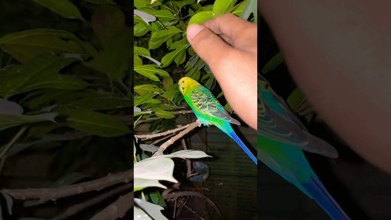 Stallion tote ko pakadna 👀 ek exciting experiencedekhein