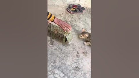 cat eating Mouse #shorts