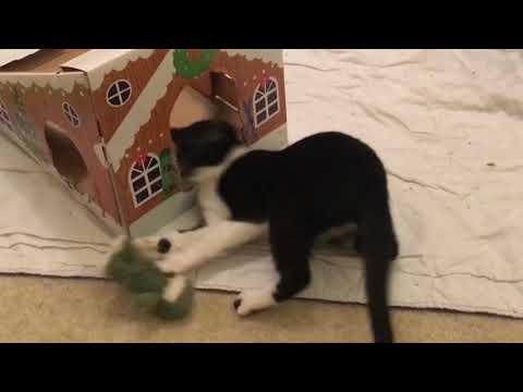 *Adopted!* Mocha