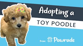 Toy Poodle Puppy Review 💞  Pawrade.com