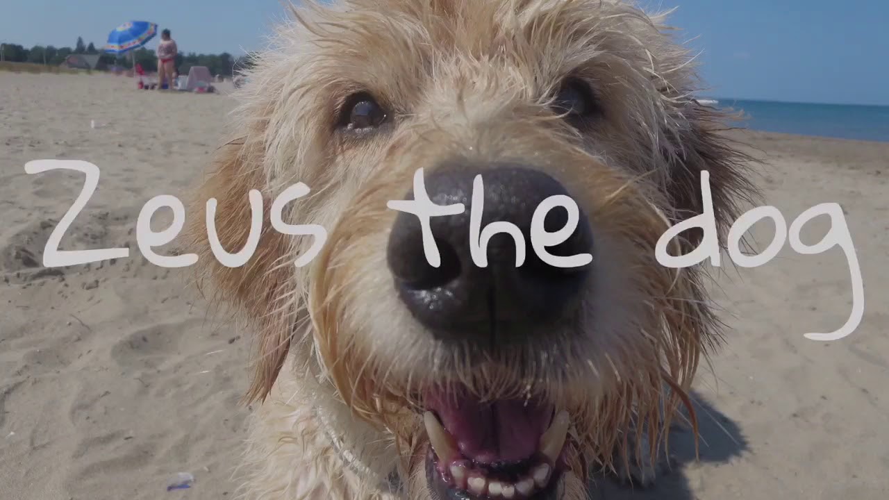 Dog can't catch YouTube