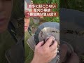 滅多に起こらない草刈り事故の1番危険だと思った思い出‼︎後編#草刈機 #農家 #草刈り #危険 #チップソー
