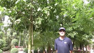 Shumard Oak