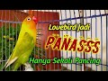 SEKALI PANCING,..!! JENIS LOVEBIRD APAPUN EMOSI LANGSUNG NAIK,  FIGHTER NGETIK LANJUT NGEKEK PANJANG