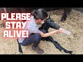 Would this newborn survive? A fight between life and death | Friesian Horses