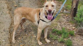 1,100 dogs are up for adoption in San Diego. Here's how to foster for free