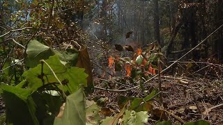 Yellow Bluff fire grows over 600 acres