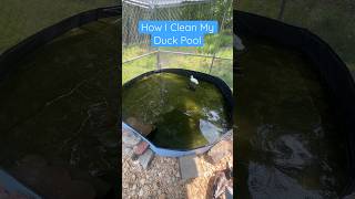 This BIG duck pool isn’t as hard to clean as most people think!🦆 #Ducks #FarmAnimals #Pets #Animals