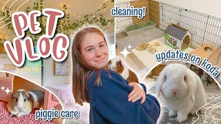 PET VLOG | Koda Updates, Cage Cleaning, Veggies, Guinea Pig Care & More!