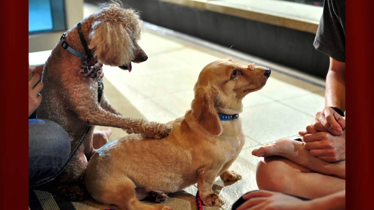 singapore tourist pass A DOGGIE CHRISTMAS PARTY- Cabbage and Sally