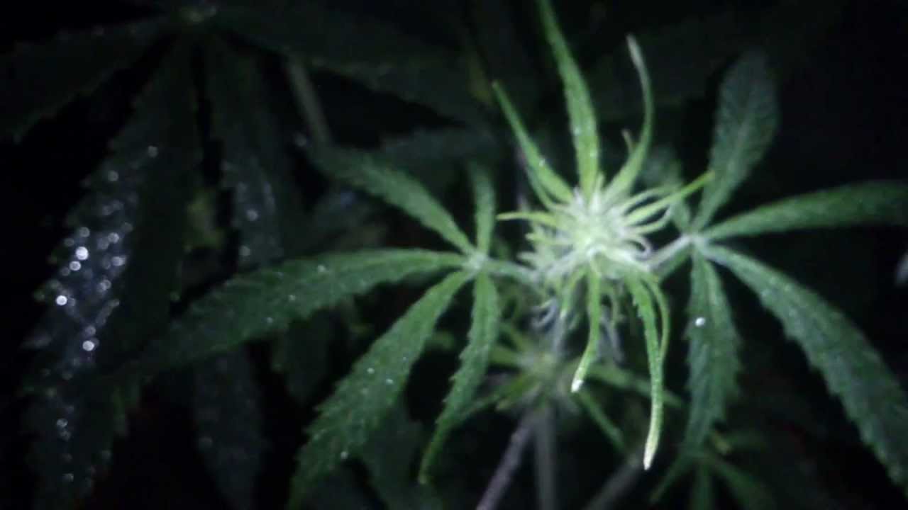 weed black jack ;S.A.D ; cream caramel AUTO