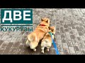 СЭДДИ БОИТСЯ ГУЛЯТЬ/ Пытался съесть контейнер с КОРМОМ! вельш корги / VLOG