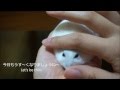 うす~くならないハムスター Hamster won't be thin