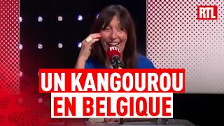 Belgique : le trafic des trains interrompu à cause d'un kangourou