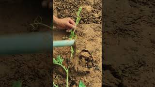Watermelon Vine Layering: Hand Hoe Bed Preparation and Stem Burial Technique 🍉⛏️✨
