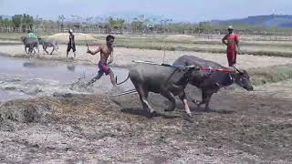 Barapan Kebo _Eka Bima