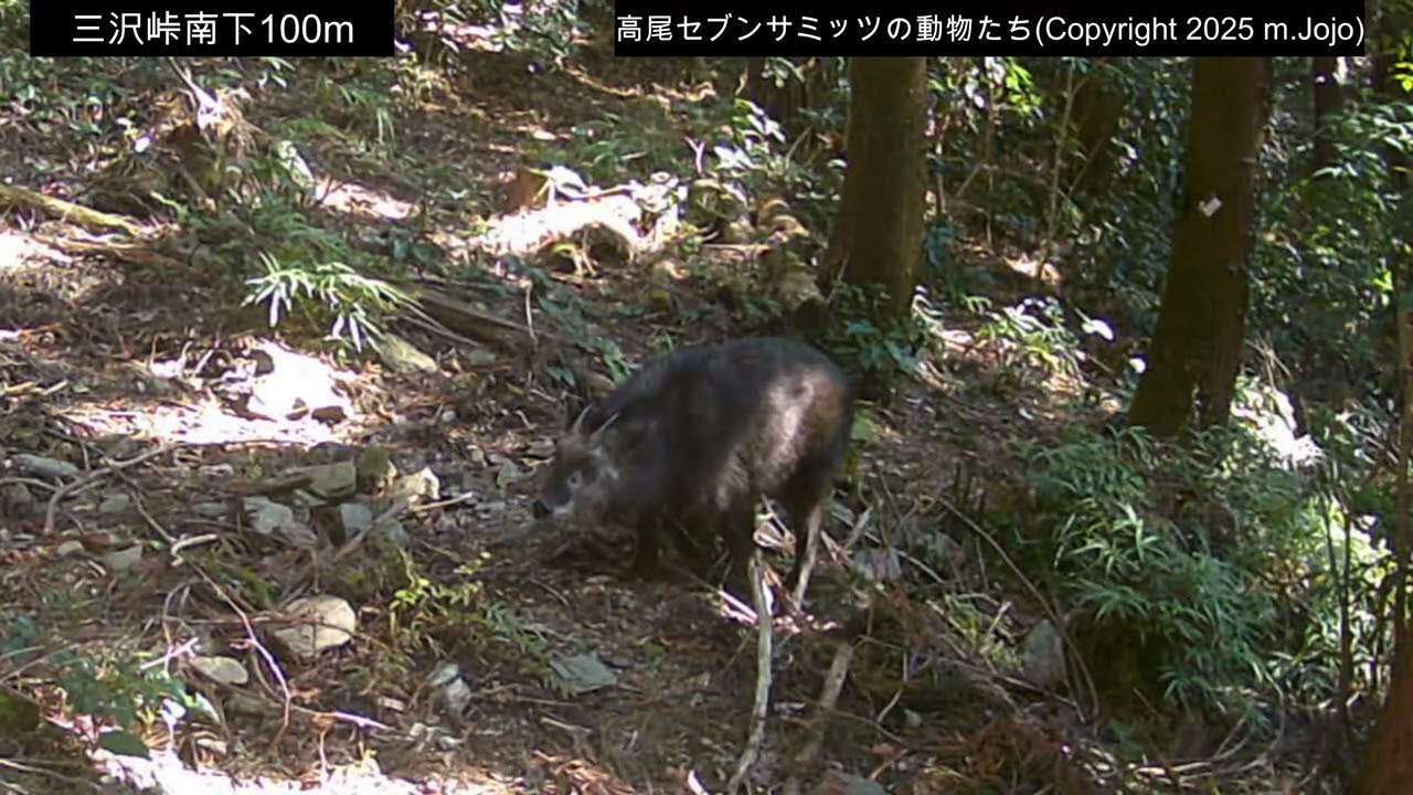 【2026年1月5日～6日】 ニホンカモシカ・アライグマ・二ホンリス　(三沢峠100mほど南下(下部))